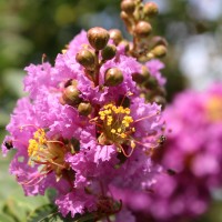 Lagerstroemia indica L.